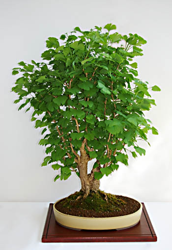 Maidenhair tree